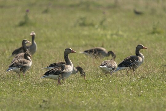 Anser Anser, Greylag or Graylag Goose, Grelag Goose, Anatidae, Birds, Duckbirds, Goose, Geese, Birds, Waterbirds