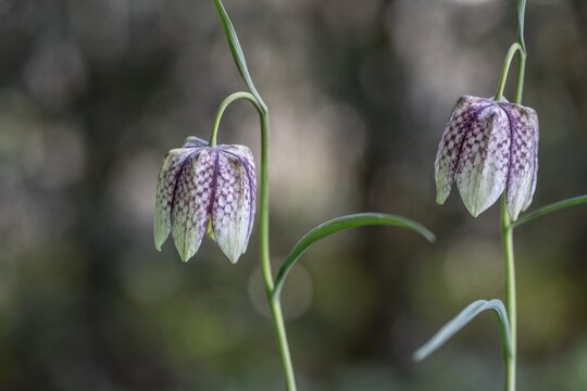 Snake's Head Fritillary (Fritillaria meleagris), Emsland, Lower Saxony, Germany