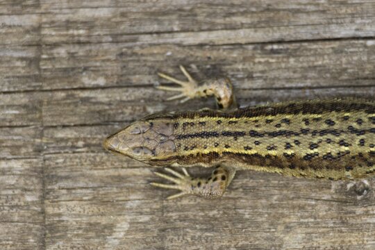 Common lizard (Zootoca vivipara) adult reptile resting on a wooden sleeper, England, United Kingdom