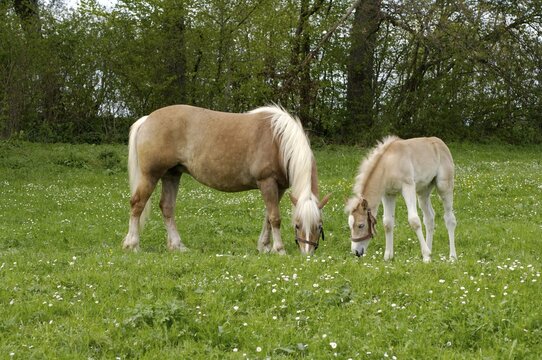 Haflinger mare with eleven-day-old foal out at feed