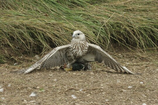 Gerfalcon Saker Falcon (Falco rusticolus, Falco cherrug) young hybrid mating bird mantling over a mallard drake (Anas platyrhynchos) Allg&auml;u, Bavaria, Germany, Allg&auml;u, Bavaria, Germany
