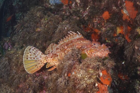 Red scorpionfish (Scorpaena scrofa) on a rocky substrate with algae and orange-coloured details. Dive site Giens Peninsula, Provence Alpes C&ocirc;te d'Azur, France
