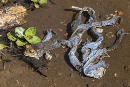 Bufo bufo, common toad, amphibians, amphibians, prey, early, spawning season, amphibians, sacrifice, mating season, jump, dead, remains