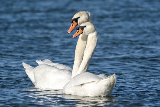 Two Mute swans (cygnus olor), mating, Germany