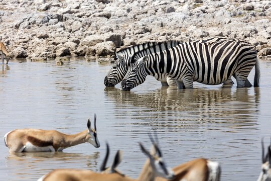 Zebras (Hippotigris), springboks (Antidorcas), waterhole, Etosha National Park, Namibia