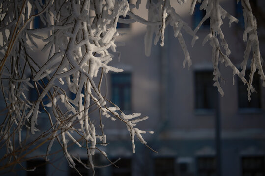 winter close-up tree branches covered in white hoarfrost and tiny icicles in low sunlight, with a blurred old building behind. Cold blue tones, shallow depth of field, high resolution photo