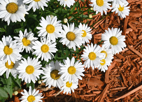 Daisies in the Sun