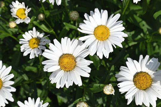 Daisies in the Sun