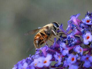 A bee is collecting nectar from purple flowers. The bee has black and yellow stripes on its body and transparent wings. © Robert