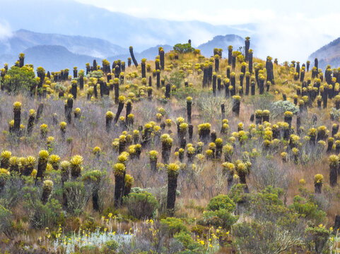 Aerial view of the unique Espeletia plants, also known as frailejones, covering the high-altitude paramo landscape near the Nevado del Ruiz volcano in Villamaria, Caldas, Colombia.