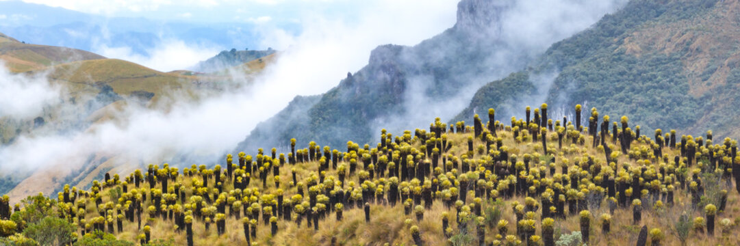 Aerial view of the Nevado del Ruiz paramo landscape featuring numerous frailejones plants scattered across the grassy mountain slopes under a cloudy sky in Villamaria, Caldas, Colombia.
