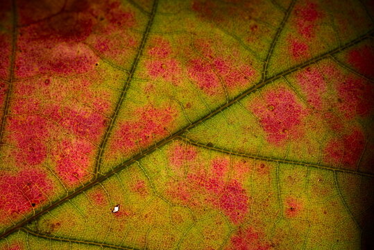Full-frame macro photograph showing the cellular vein network and natural color pattern of a red oak leaf.