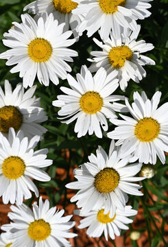 Daisies in the Sun