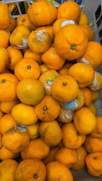 Rotten Mandarins with Visible Mold in Grocery Store Produce Section