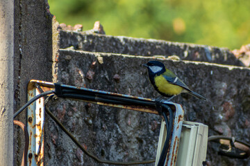 great tit on a branch © CherniView
