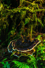 Coastal rainforest fungus © Scaia Photo