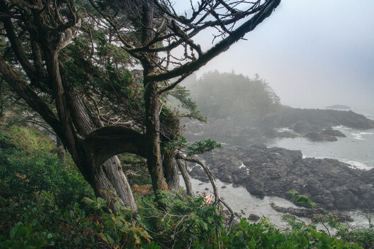 Coastal old growth forest on the ocean in fog 