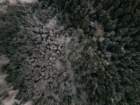 Aerial view of a dense coniferous forest covered in snow with evergreen trees and frost-covered branches in Uusimaa, Finland.