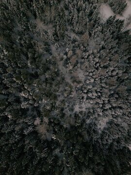 Aerial view of a dense coniferous forest covered in light snow, with tall pine and spruce trees creating a textured pattern in Uusimaa, Finland.