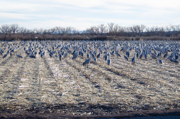 Fototapeta premium Thousands of Sandhill Cranes in Bosque Del Apache