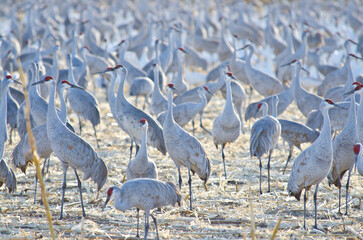 Fototapeta premium Thousands of Sandhill Cranes in Bosque Del Apache