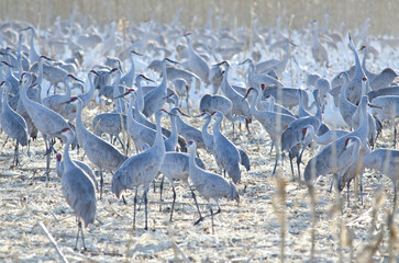 Fototapeta premium Thousands of Sandhill Cranes in Bosque Del Apache