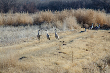 Fototapeta premium Three Gossiping Sandhill Cranes