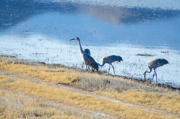 Fototapeta premium Sandhill Cranes Grazing in Bosque Del Apache