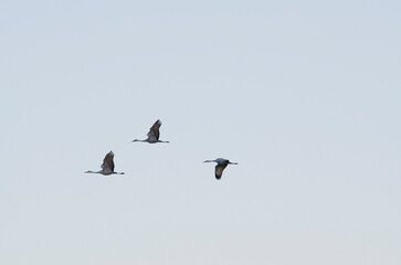 Fototapeta premium Three Sandhill Cranes In Flight