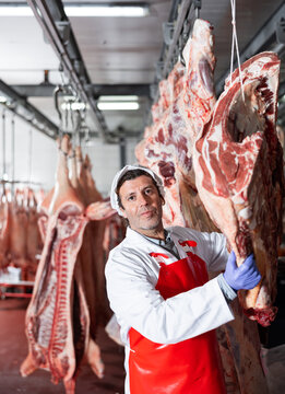 Adult butcher shop worker hanging slabs of fresh raw beef meat on hook frame in cold storage room