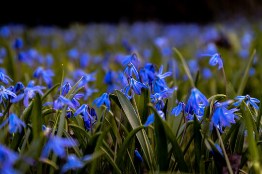 Meadow of blue squill flowers blooming in spring, low angle view