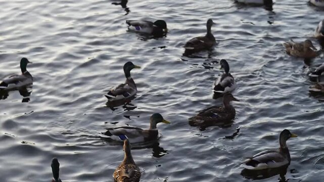 Wild mallard ducks flock swimming in river pond eating bread crumbs for urban park ecology documentary and nature conservation story