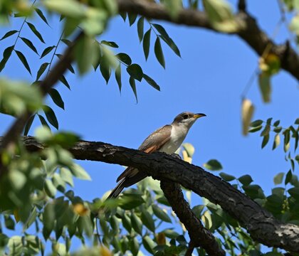 Yellow Billed Cuckoo