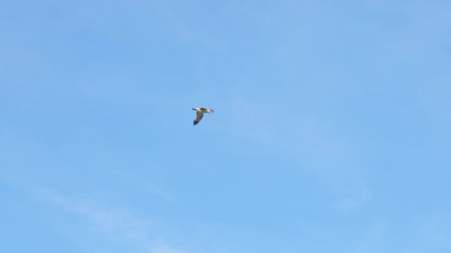 Lone seagull flying gracefully in the blue sky. Majestic white seagull soaring and gliding through a serene blue sky with faint clouds, embodying freedom and tranquility as it gracefully flaps