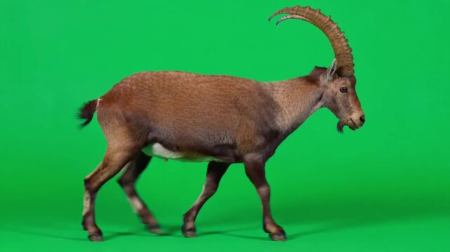 Brown ibex walking steadily across bright green screen background featuring large curved horns and detailed fur texture