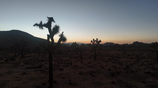 flying through yucca trees in the desert sunset