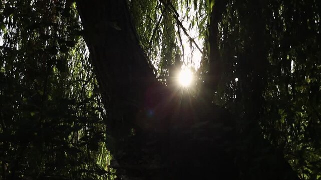 Slow-motion upward view beneath a mature weeping willow tree, revealing its textured trunk, twisting branches and hanging foliage as sunlight filters through the leaves.