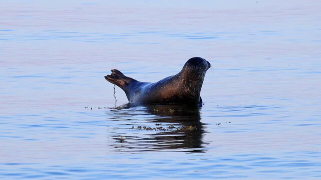 a wild grey seal in the open baltic sea 4k video