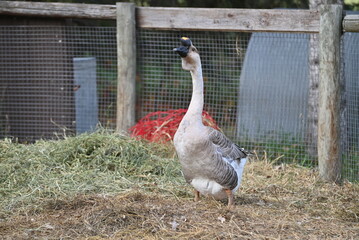 Goose Standing Beside a Rustic Wooden Shelter © Yana