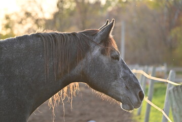 A horse stands outdoors in warm late afternoon sunlight, with soft golden backlighting illuminating its mane and creating a gentle atmospheric glow. © Yana