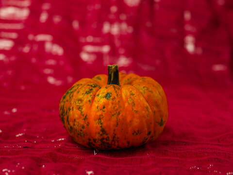 Mini pumpkin with green spots sits on bright pink background. Surface has soft bokeh highlights for festive mood. Ideal for autumn, Halloween, or Thanksgiving themes