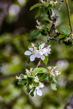Apple tree blossoms on a branch in spring with soft bokeh