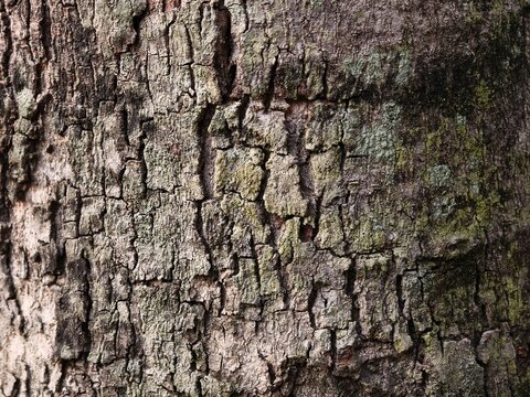 tree bark texture