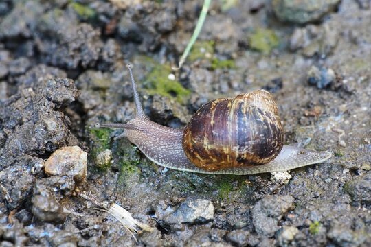 Garden Snail Crawling Across Moist Soil with Brown Spiral Shell