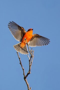Colorful Male Vermilion Flycatcher Landing on Tree Branch with Wings Spread Against Blue Sky