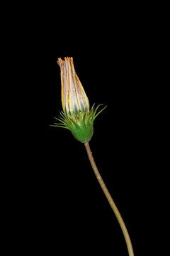 Closed Gazania Flower Bud with Dew Drops Isolated Against Black Background