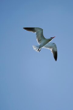 Caspian Tern Soaring Overhead with Wings Spread Against Clear Blue Sky