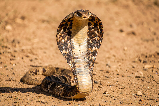 Close-up of a cobra with its hood raised on dry sandy ground