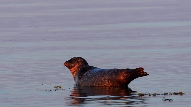 a wild grey seal in the open baltic sea 4k video