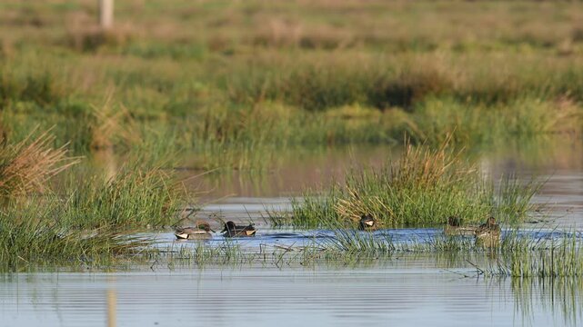 Eurasian Teal, Anas crecca, birds in spring courtship on marshes